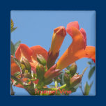 Trumpet Vine Magnet magnets