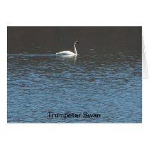 Trumpeter Swan Cards