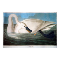 Trumpeter Swan, John James Audubon posters by vintagetreasurechest Trumpeter Swan, John James Audubon posters