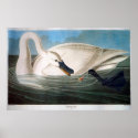 Trumpeter Swan, John James Audubon posters