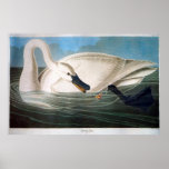 Trumpeter Swan, John James Audubon posters