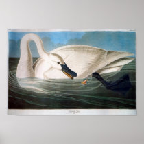 Trumpeter Swan, John James Audubon Posters