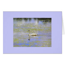 Trumpeter Swan Note Cards