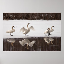Trumpeter Swan Pairs Print