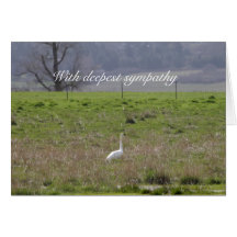 Trumpeter Swan San Juan Island Birthday|Sympathy Card