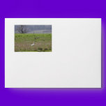Trumpeter Swan San Juan Island Birthday|Sympathy envelopes