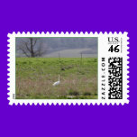 Trumpeter Swan San Juan Island Birthday|Sympathy stamps