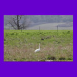 Trumpeter Swan San Juan Island Birthday|Sympathy posters