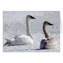 Trumpeter Swans Card