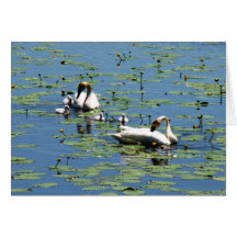 Trumpeter Swans Card