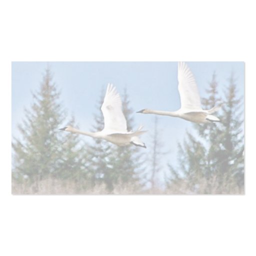 Trumpeter Swans in Flight Business Card (back side)