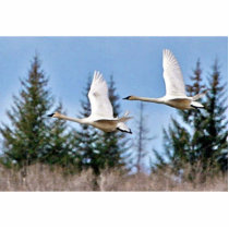 Trumpeter Swans in Flight photo sculptures by animalpark Trumpeter Swans in Flight photo sculptures