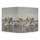 Trumpeter Swans in the Madison River in winter binders