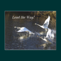Trumpeter Swans Motivational Gifts postcards