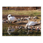 Trumpeter Swans Post Cards