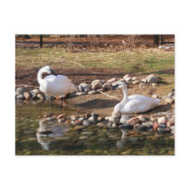 Trumpeter Swans postcards