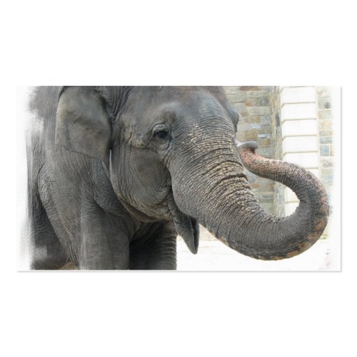 Trumpeting Elephant Business Card (back side)