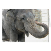 Trumpeting Elephant Greeting Card