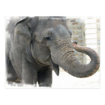 Trumpeting Elephant Postcard