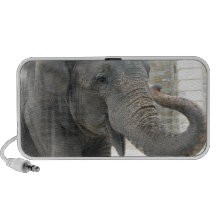 Trumpeting Elephant Speakers