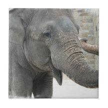 Trumpeting Elephant Tile