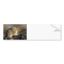 Trumpeting the Sunrise Bumper Sticker