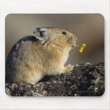 Trumpeting the Sunrise Mouse Pads