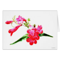 Trumpets cards