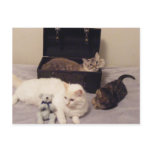 trunk play kitties postcard