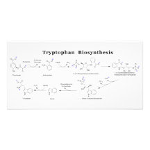 Tryptophan Biosynthesis Chart Customized Photo Card