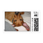 Tsavo ears postage stamps