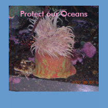 Tshirt - Protect our Oceans