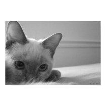Tsumi, waiting patiently. posters by dmcglade Tsumi, waiting patiently. posters