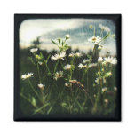 TTV Daisies Magnet