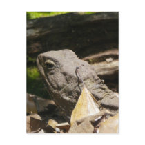 Tuatara - A Living Fossil Postcards