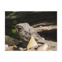 Tuatara - A Living Fossil Postcards