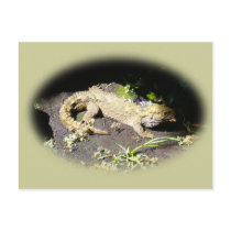 Tuatara - Dinosaur's Only Living Relative postcards