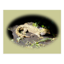 Tuatara - Dinosaur's Only Living Relative postcards