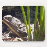 Tuatara Mousepads