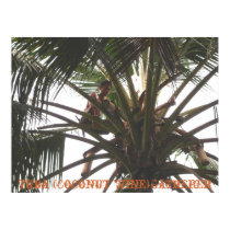 Tuba (Coconut Wine) Gatherer, Tuba (Coconut Win... posters by lilacs43 Tuba (Coconut Wine) Gatherer, Tuba (Coconut Win... posters