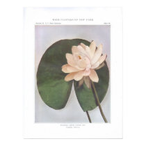 Tuberous White Water Lily - Castalia tuberosa posters