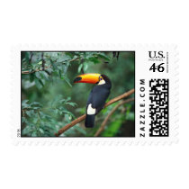 Tucan Bird postage postage