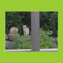 Tucker and friends postcard postcards