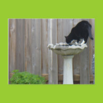 Tucker and the birdbath postcard