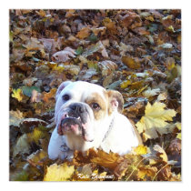 Tucker the Bulldog posters by katiedid1881 Tucker the Bulldog posters