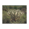 Tucson Arizona postcards by Alegra Tucson Arizona postcards