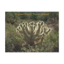 Tucson Arizona postcards