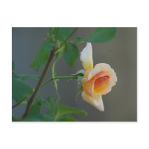 TuesdayRose postcards