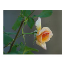 TuesdayRose postcards