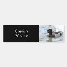 Tufted Duck Bumper Stickers